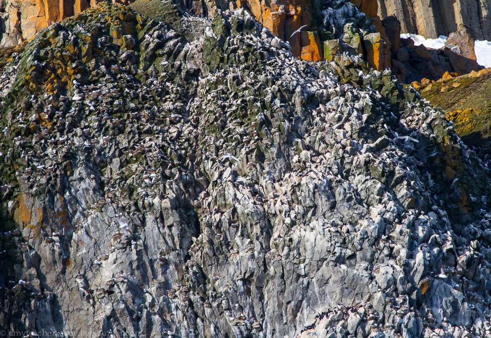 Земля Франца Иосифа Земля Франца Иосифа