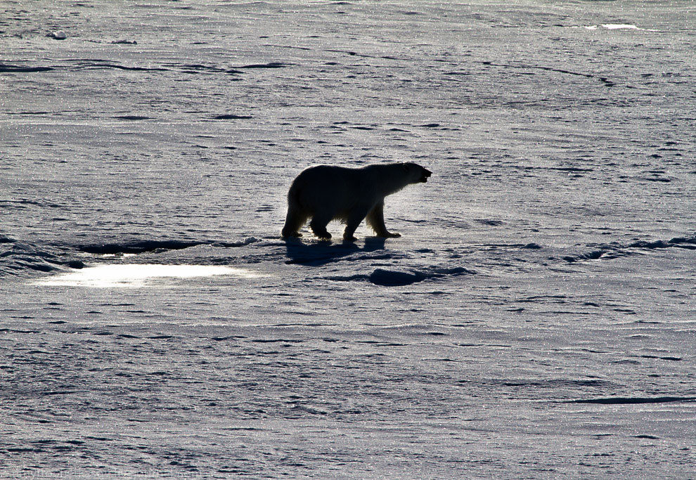 Земля Франца Иосифа Земля Франца Иосифа