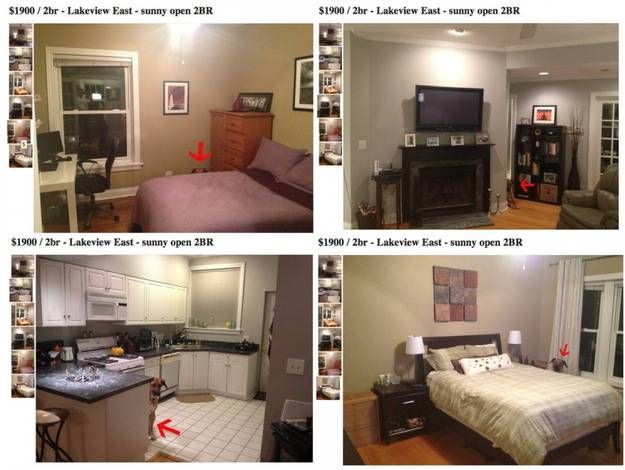 Лучшие фотобомбы 2013 года с участием животных