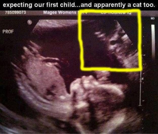 Лучшие фотобомбы 2013 года с участием животных