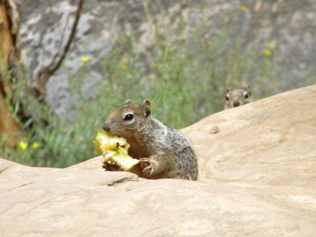 Лучшие фотобомбы 2013 года с участием животных