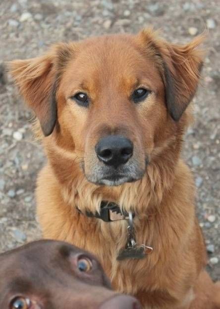 Лучшие фотобомбы 2013 года с участием животных