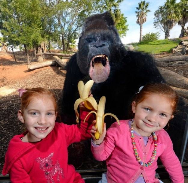 Лучшие фотобомбы 2013 года с участием животных