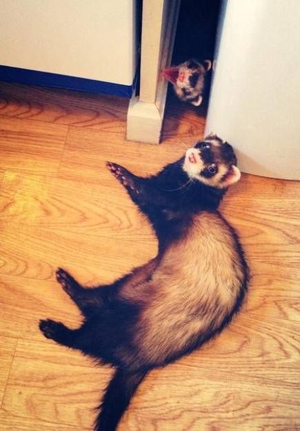 Лучшие фотобомбы 2013 года с участием животных