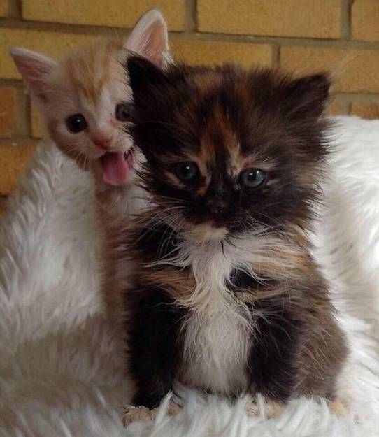 Лучшие фотобомбы 2013 года с участием животных