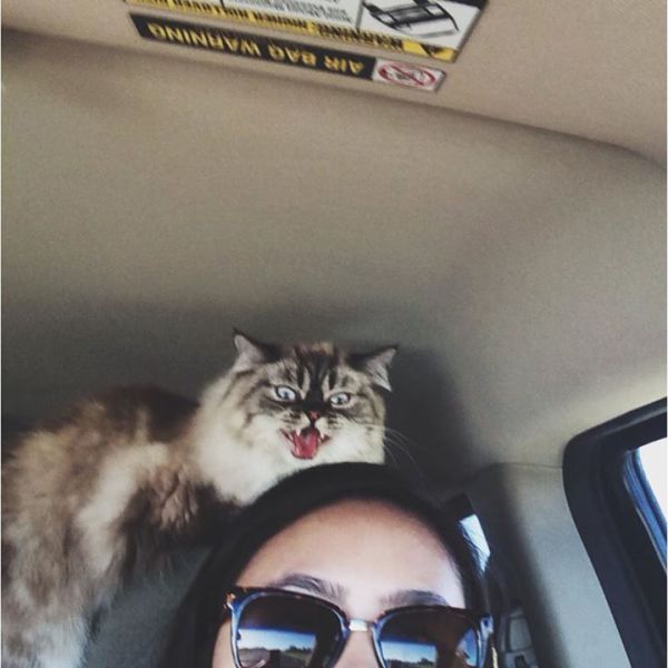 Прикольные картинки