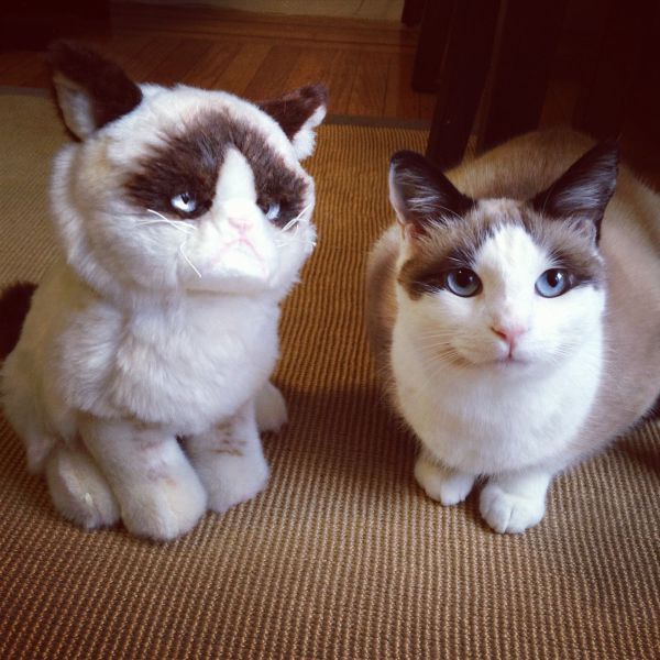 Прикольные картинки