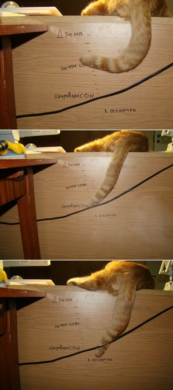 Прикольные картинки (93 фото)