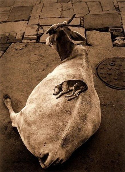 Прикольные картинки (93 фото)