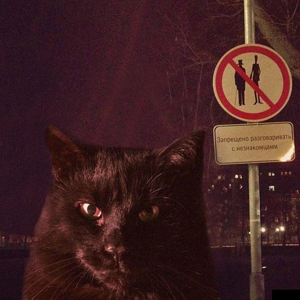 Прикольные картинки (93 фото)