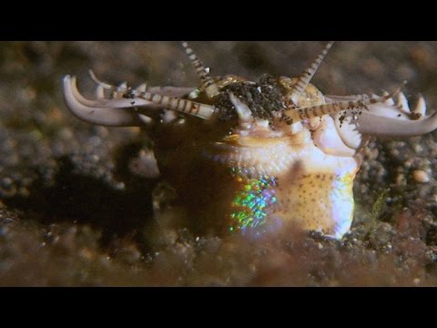 Смертельная атака подводного трехметрового червя…