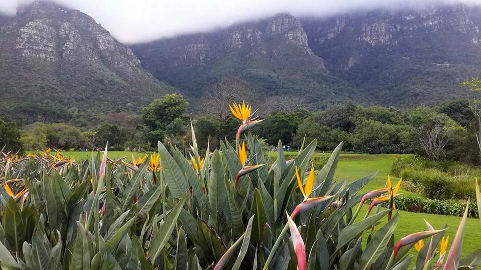 Сад Кирстенбош: уникальное царство флоры