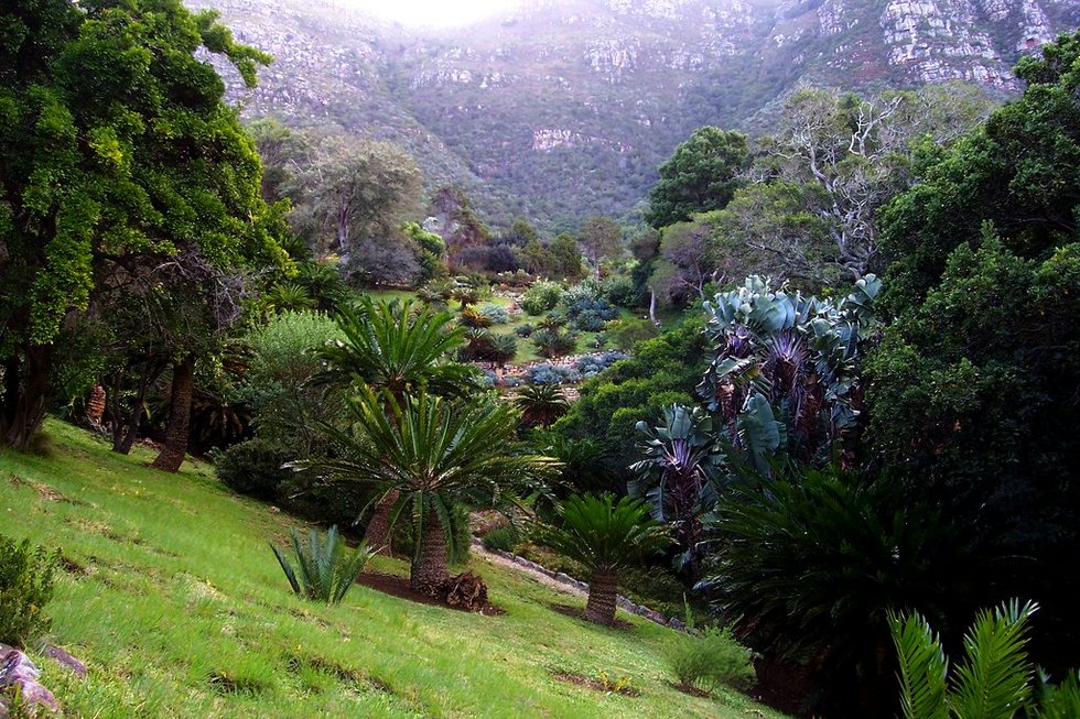 Сад Кирстенбош: уникальное царство флоры