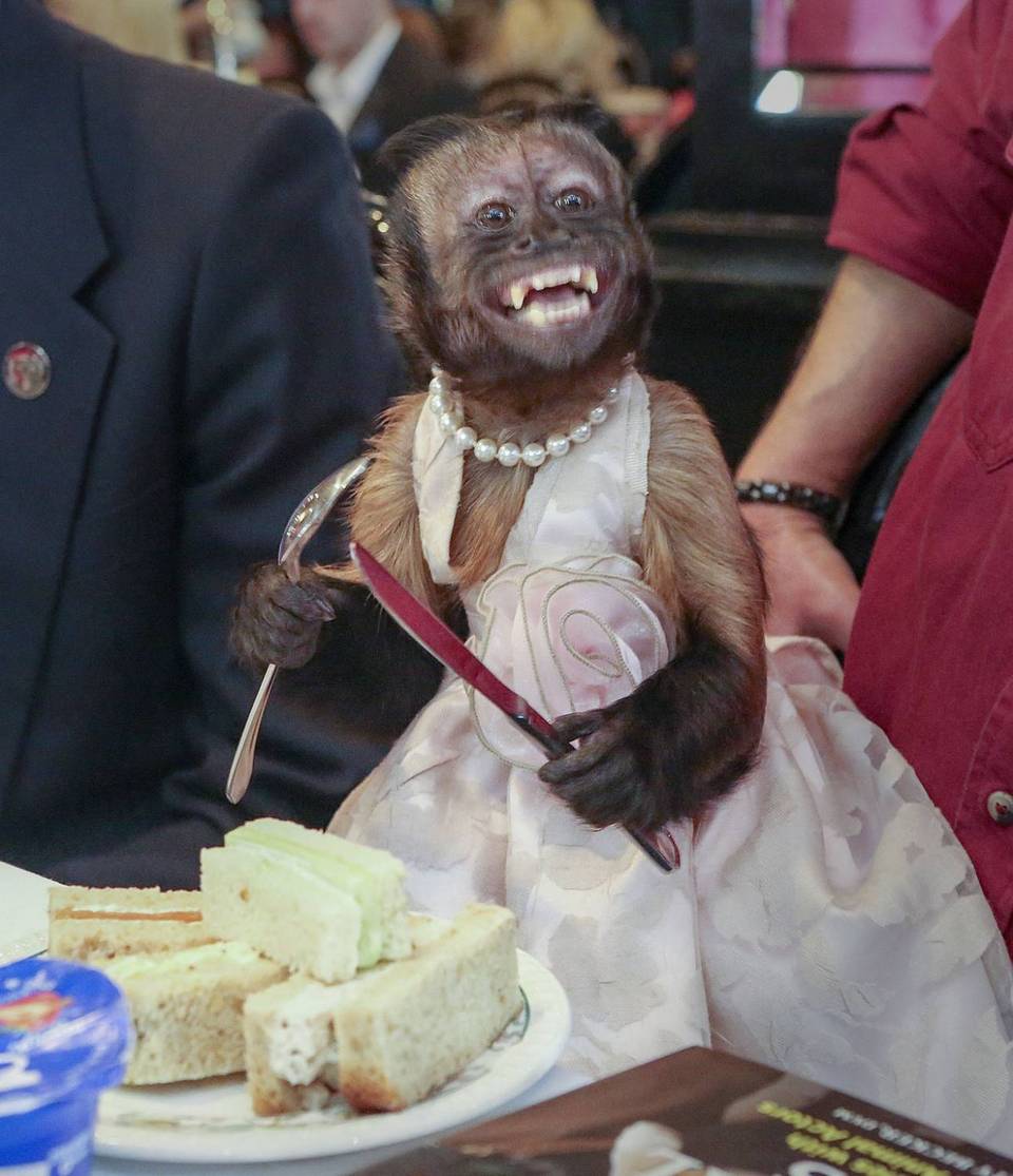 20-летняя обезьянка получила «Оскар» для животных