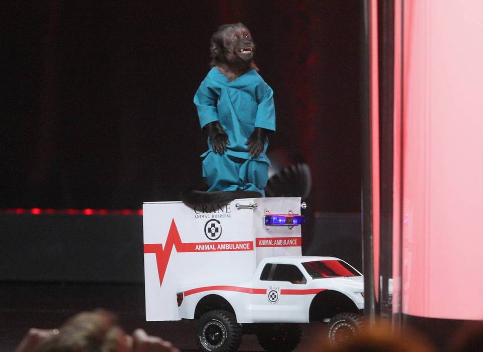 20-летняя обезьянка получила «Оскар» для животных