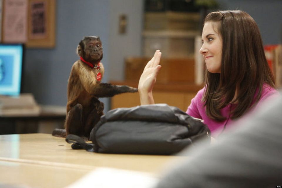 20-летняя обезьянка получила «Оскар» для животных