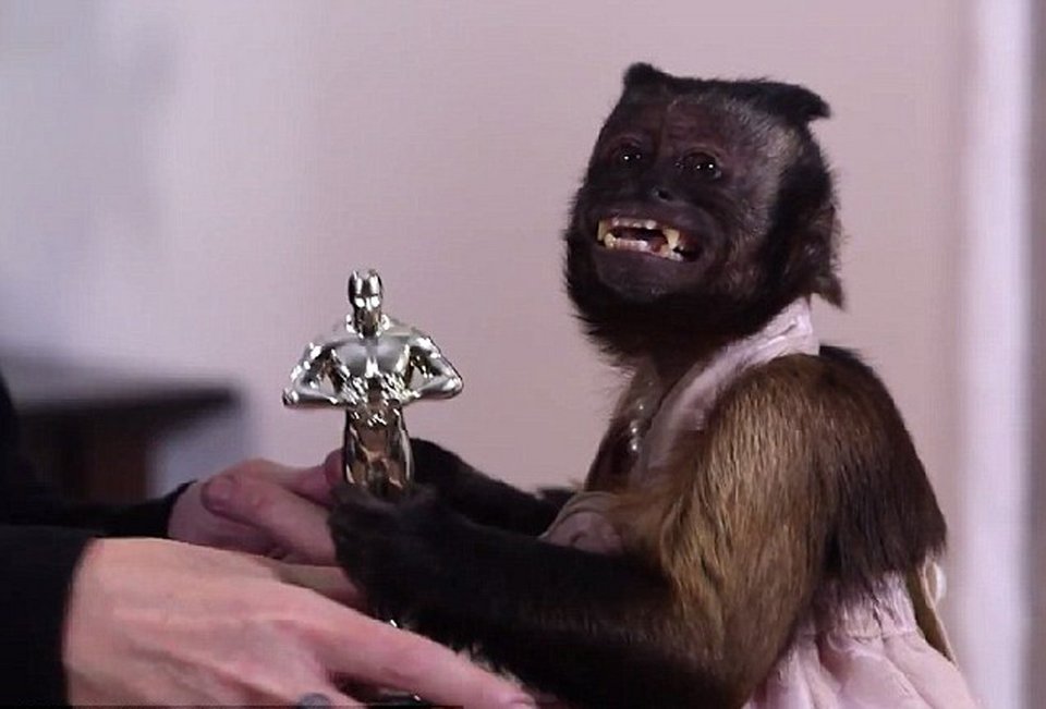 20-летняя обезьянка получила «Оскар» для животных