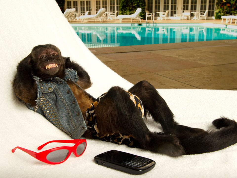 20-летняя обезьянка получила «Оскар» для животных