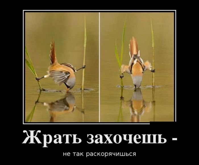 Демотиваторы