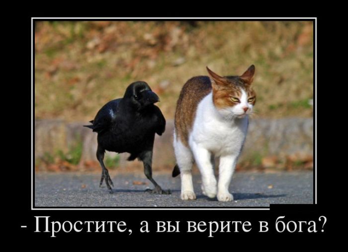 Демотиваторы