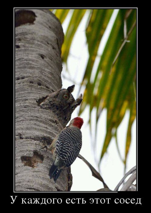 Демотиваторы