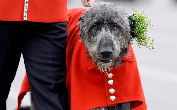 Животные в фотографиях