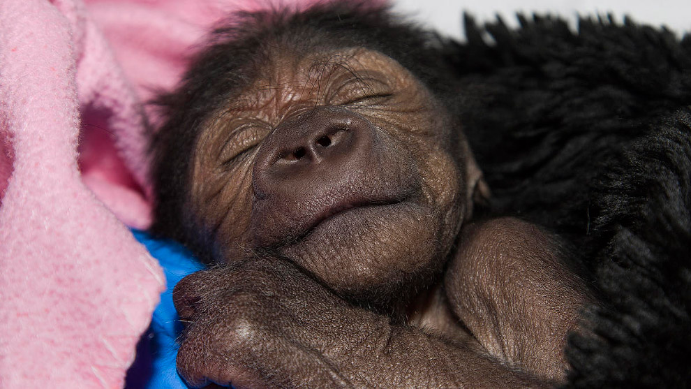 Животные в фотографиях