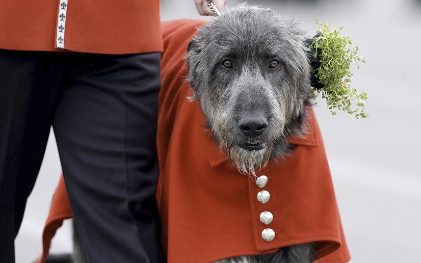 Животные в фотографиях