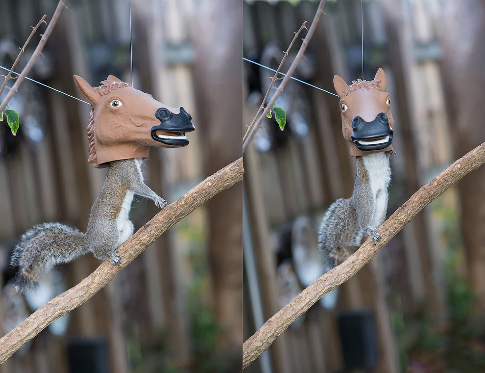 Животные в фотографиях