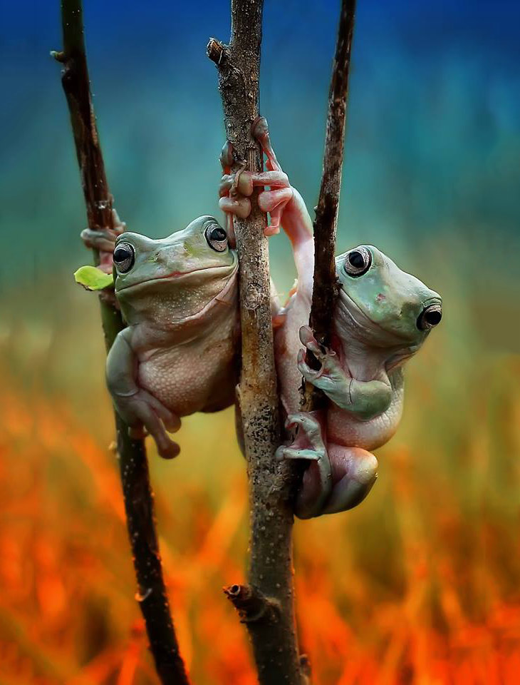 Животные в фотографиях