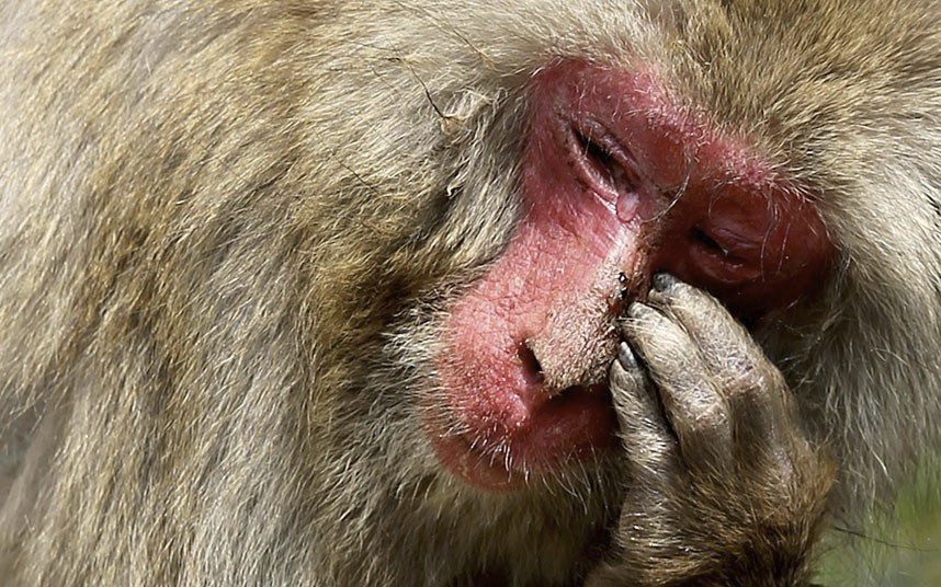 Животные в фотографиях