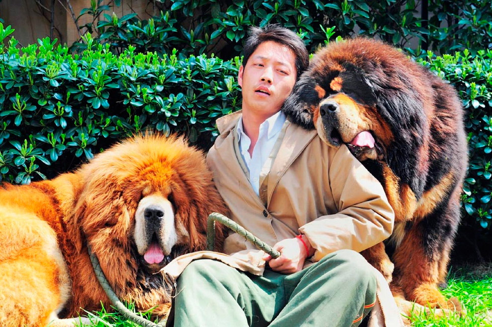 Животные в фотографиях