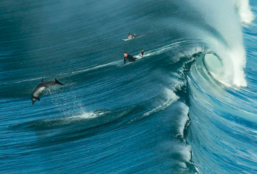 Животные в фотографиях