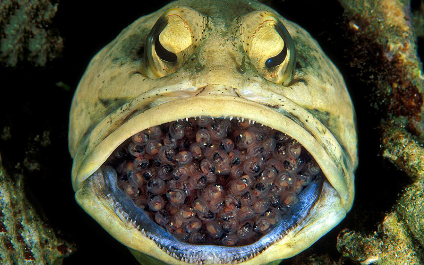 Животные в фотографиях