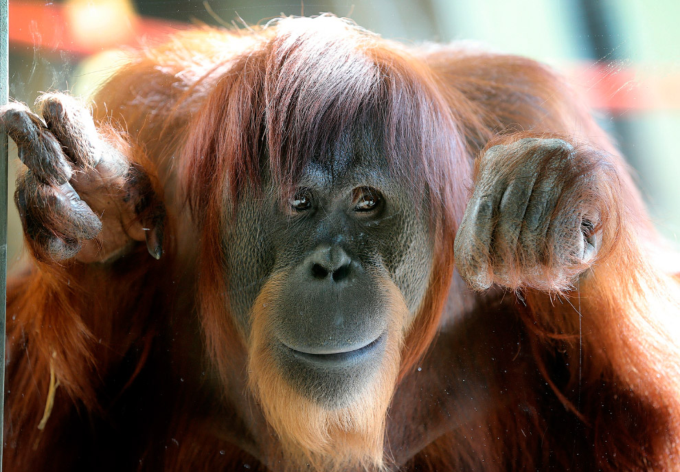 Животные в фотографиях