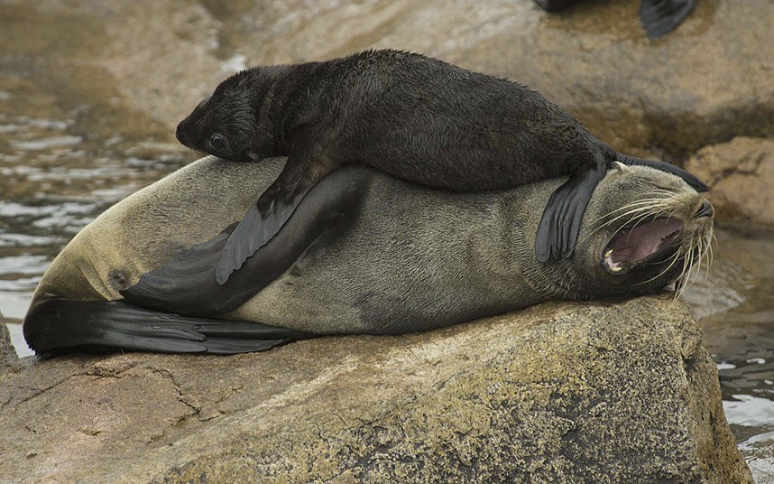 Животные в фотографиях