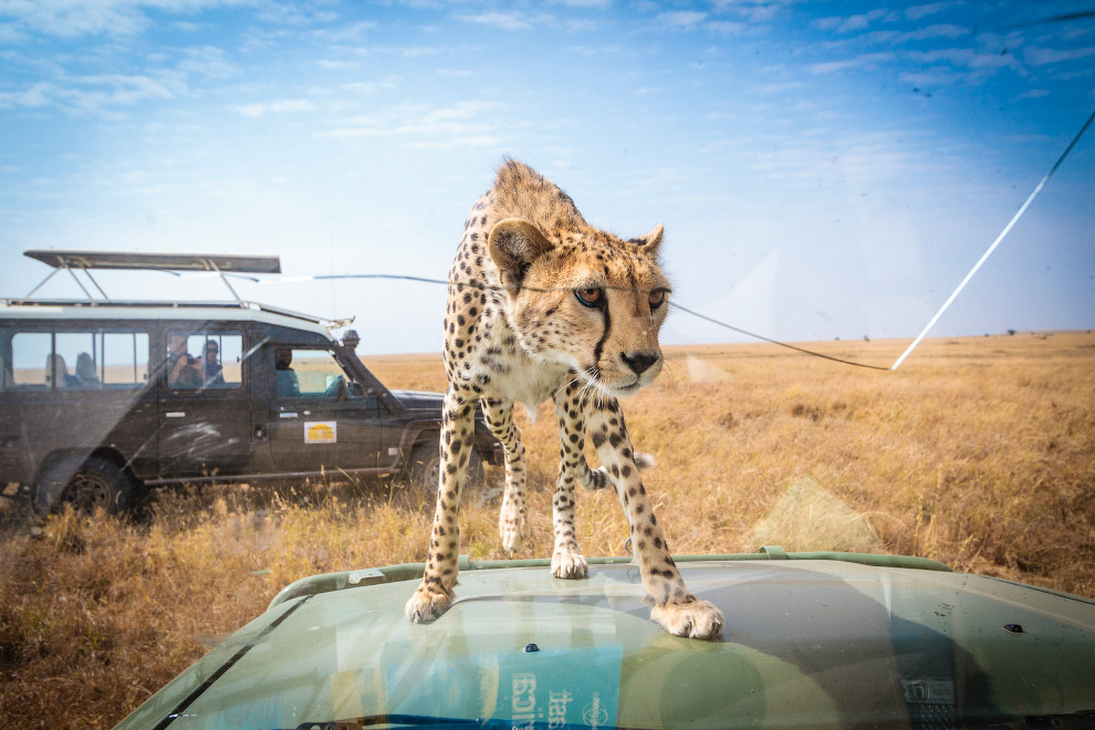 Лицом к лицу с гепардом Лицом к лицу с гепардом