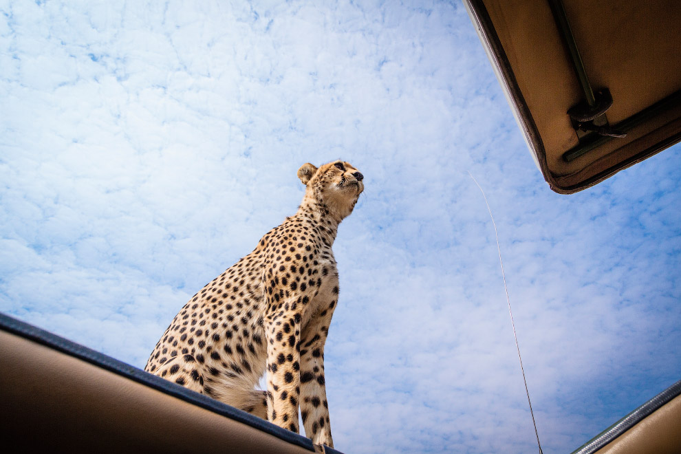 Лицом к лицу с гепардом Лицом к лицу с гепардом