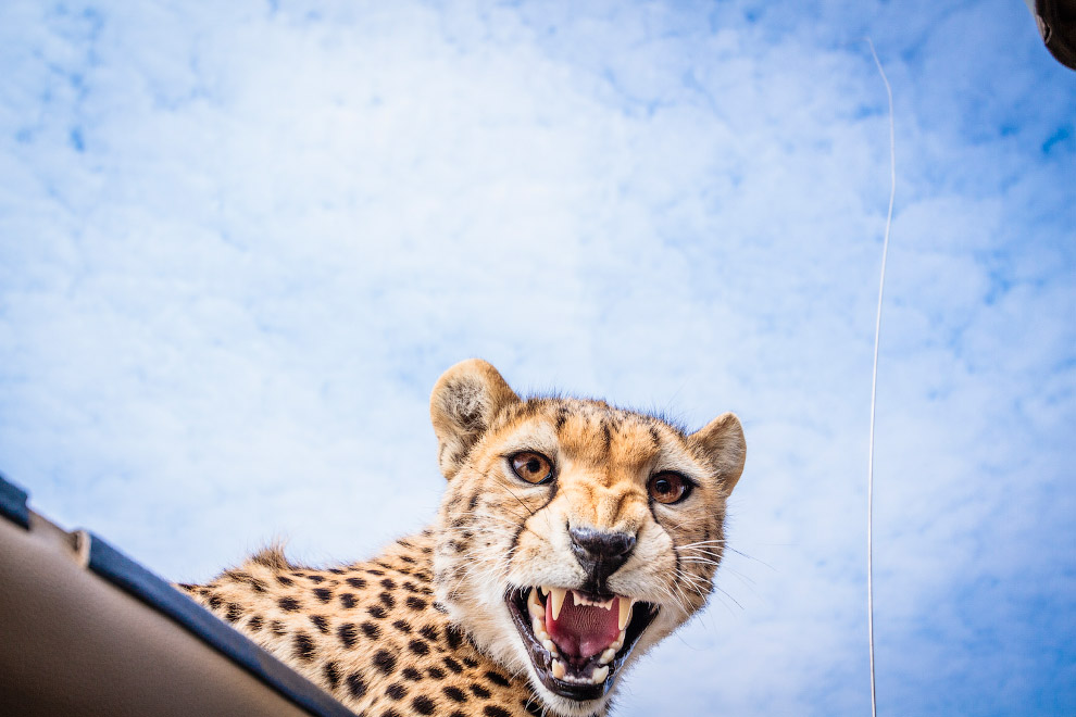 Лицом к лицу с гепардом Лицом к лицу с гепардом