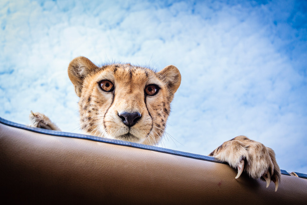 Лицом к лицу с гепардом Лицом к лицу с гепардом