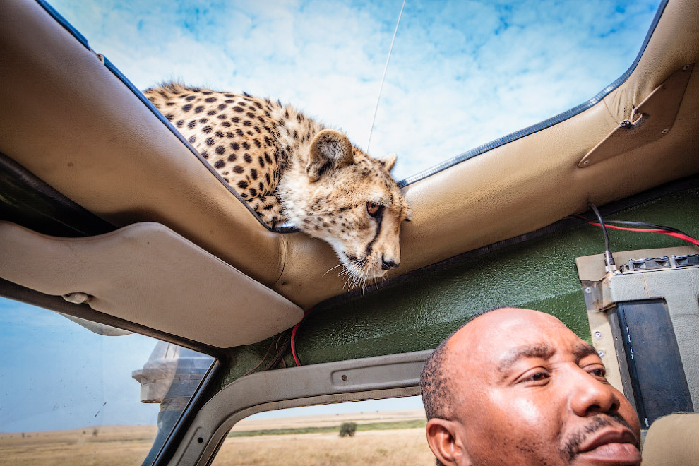 Лицом к лицу с гепардом Лицом к лицу с гепардом