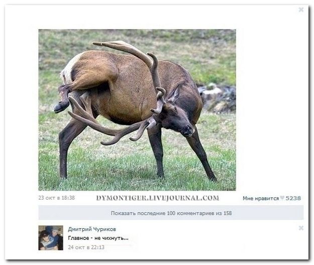 Прикольные комментарии из социальных сетей (40 фото)