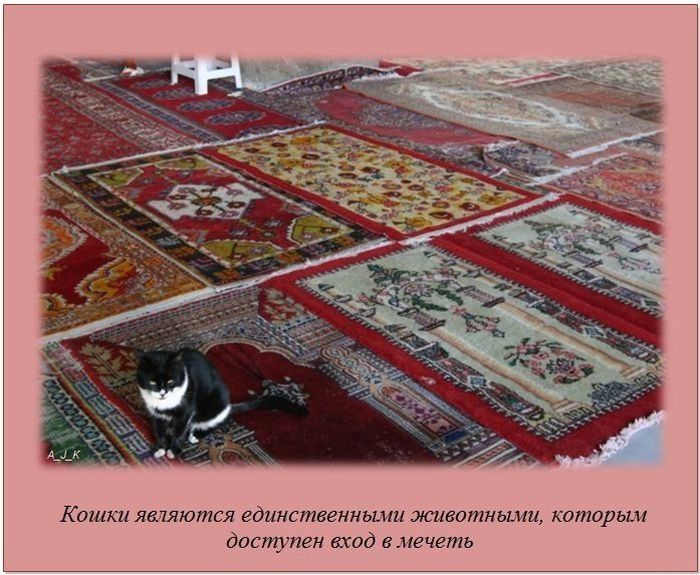 Интересные факты (62 фото)