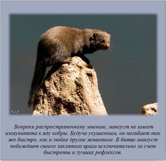 Интересные факты (62 фото)