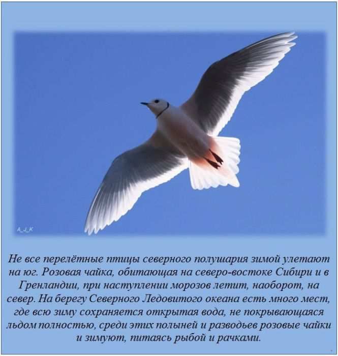 Интересные факты (62 фото)