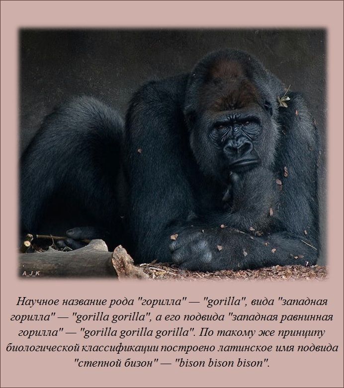 Интересные факты (62 фото)