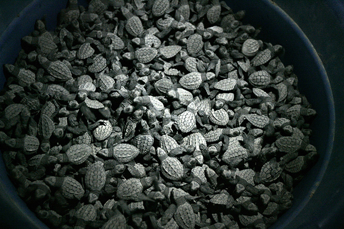 День Земли 2015