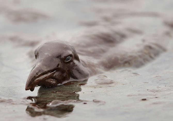 День Земли 2015