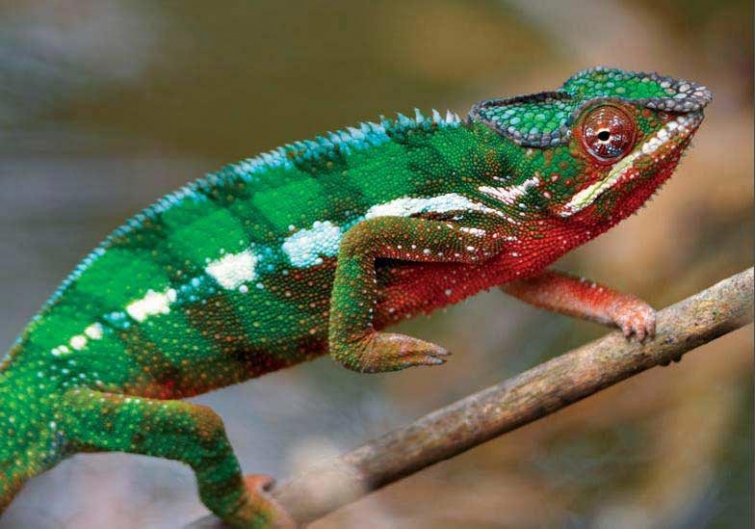 18 опровергнутых наукой мифов, в которые верят большинство взрослых людей