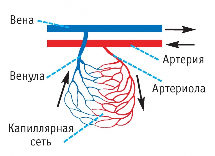 18 опровергнутых наукой мифов, в которые верят большинство взрослых людей
